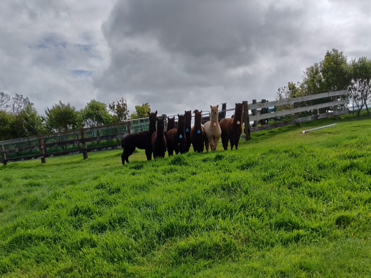 IMG_20191022_152500 (2).jpg